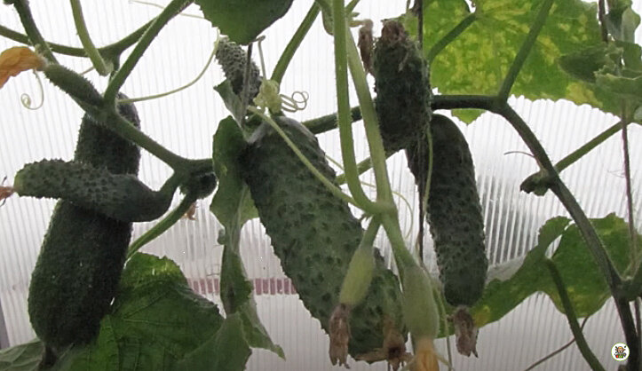 Листья на огурцах пожелтели