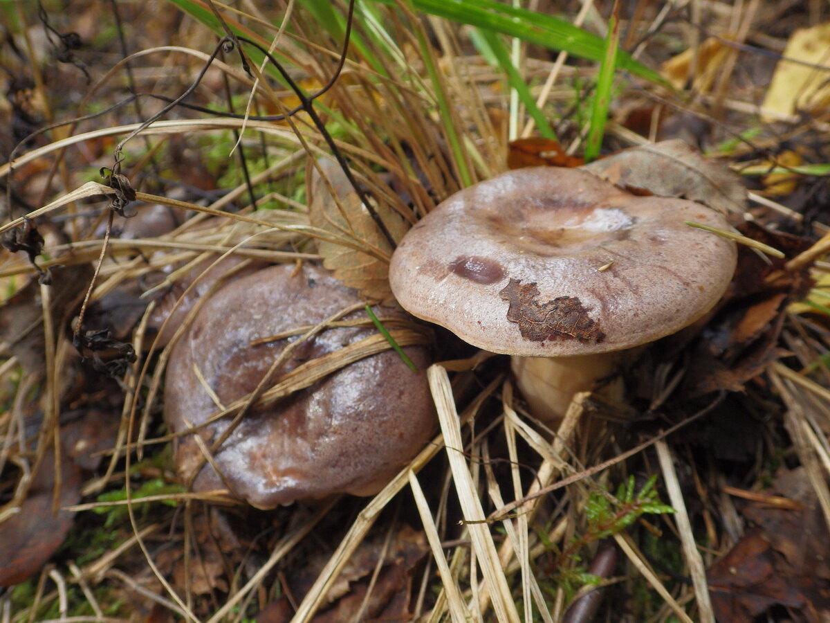 File:2006-09-09 Lactarius trivialis.jpg - Wikipedia