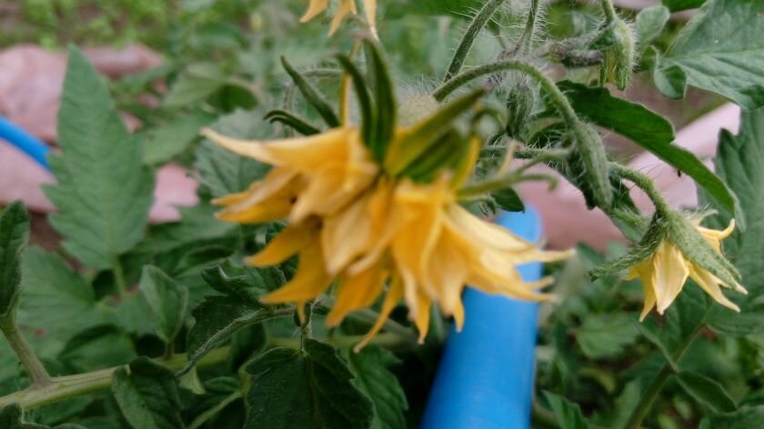 Махровый цветок. Фото автора