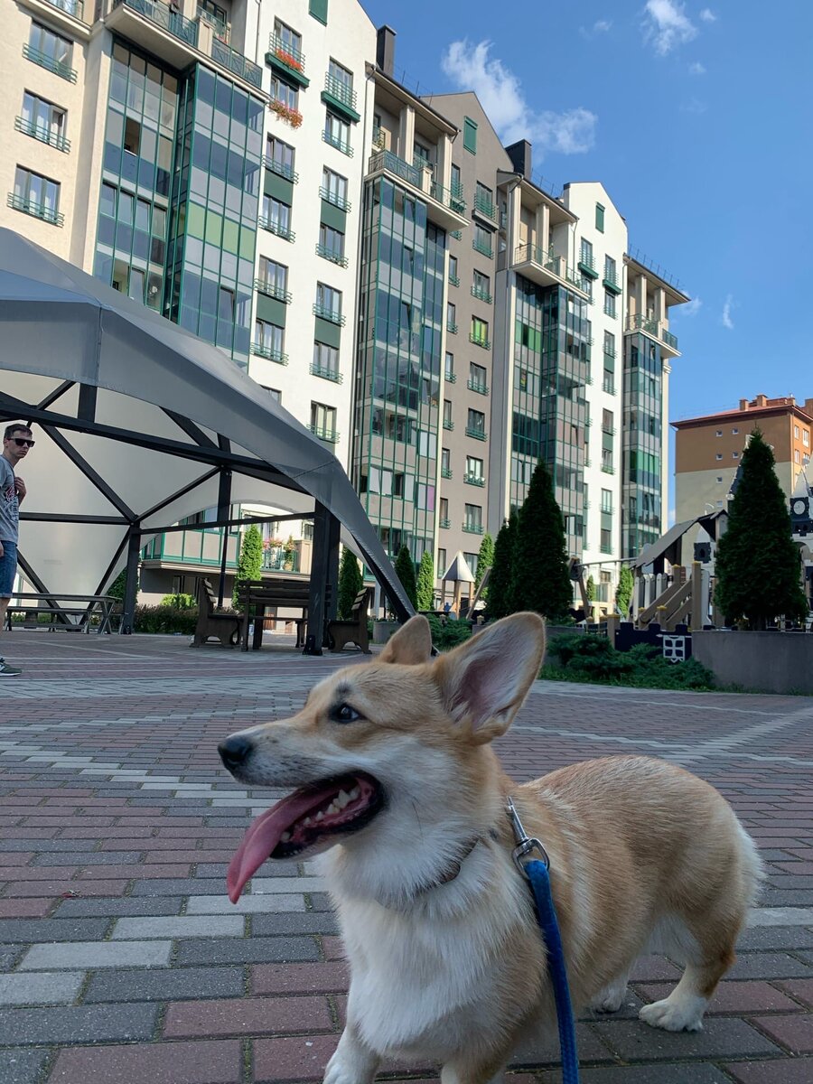 Территория ЖК Цветной Бульвар