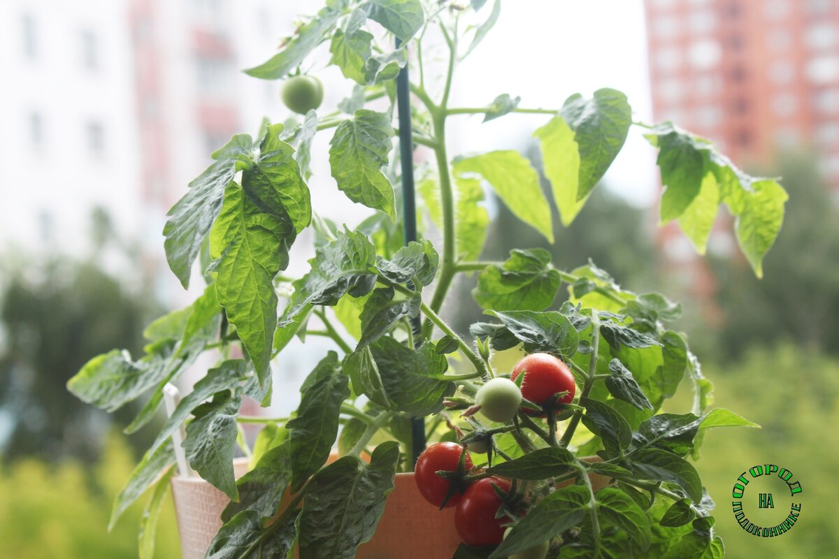 Томат "Бэби" на моем балконе.