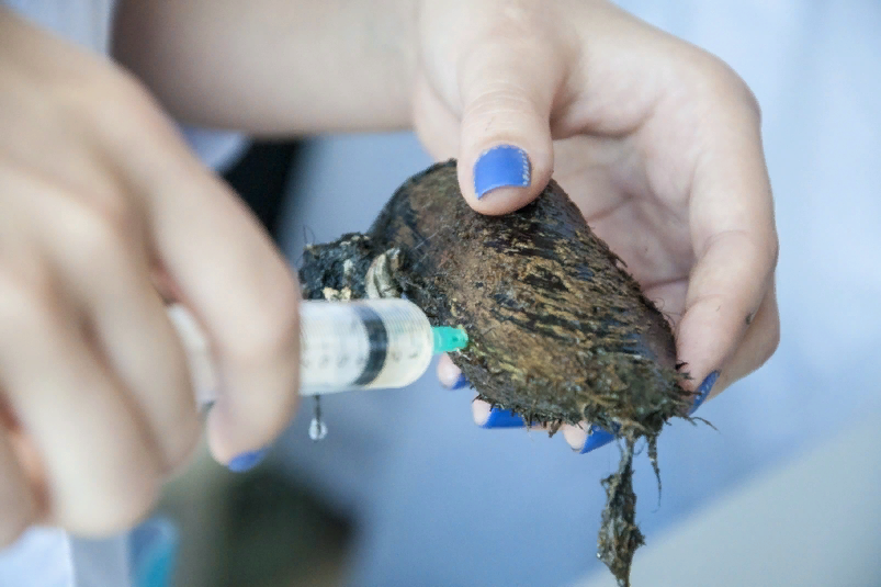  Ученые ДВФУ обнаружили у морского моллюска новый белок для диагностики онкологии. Фото: пресс-служба ДВФУ.