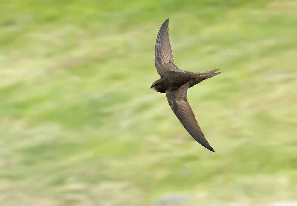 Фото: Яндекс