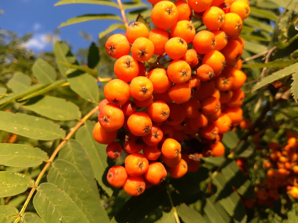 Яркая осенняя картинка. Фото автора.