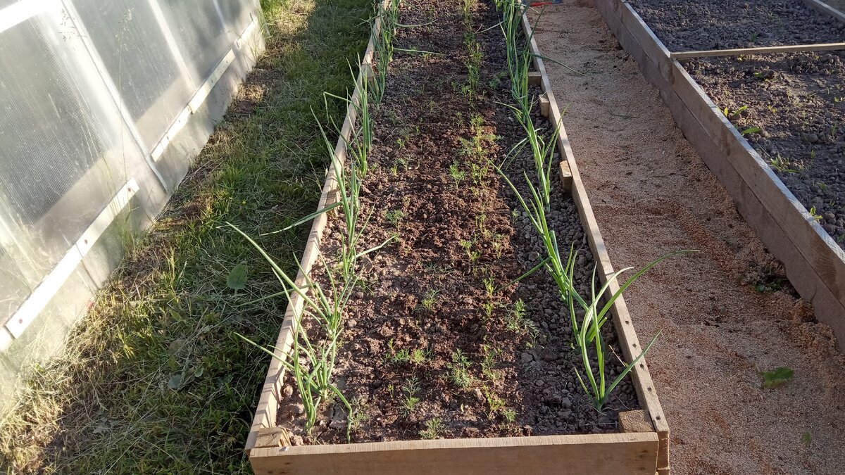 Вот так весной выглядел лук севок на морковной грядке