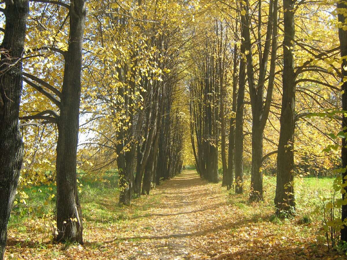 Электроугли. Липовая аллея фридрихштадт. Липовая аллея тропаревский парк. Ужгород липовая аллея. Аллея из липы мелколистной.