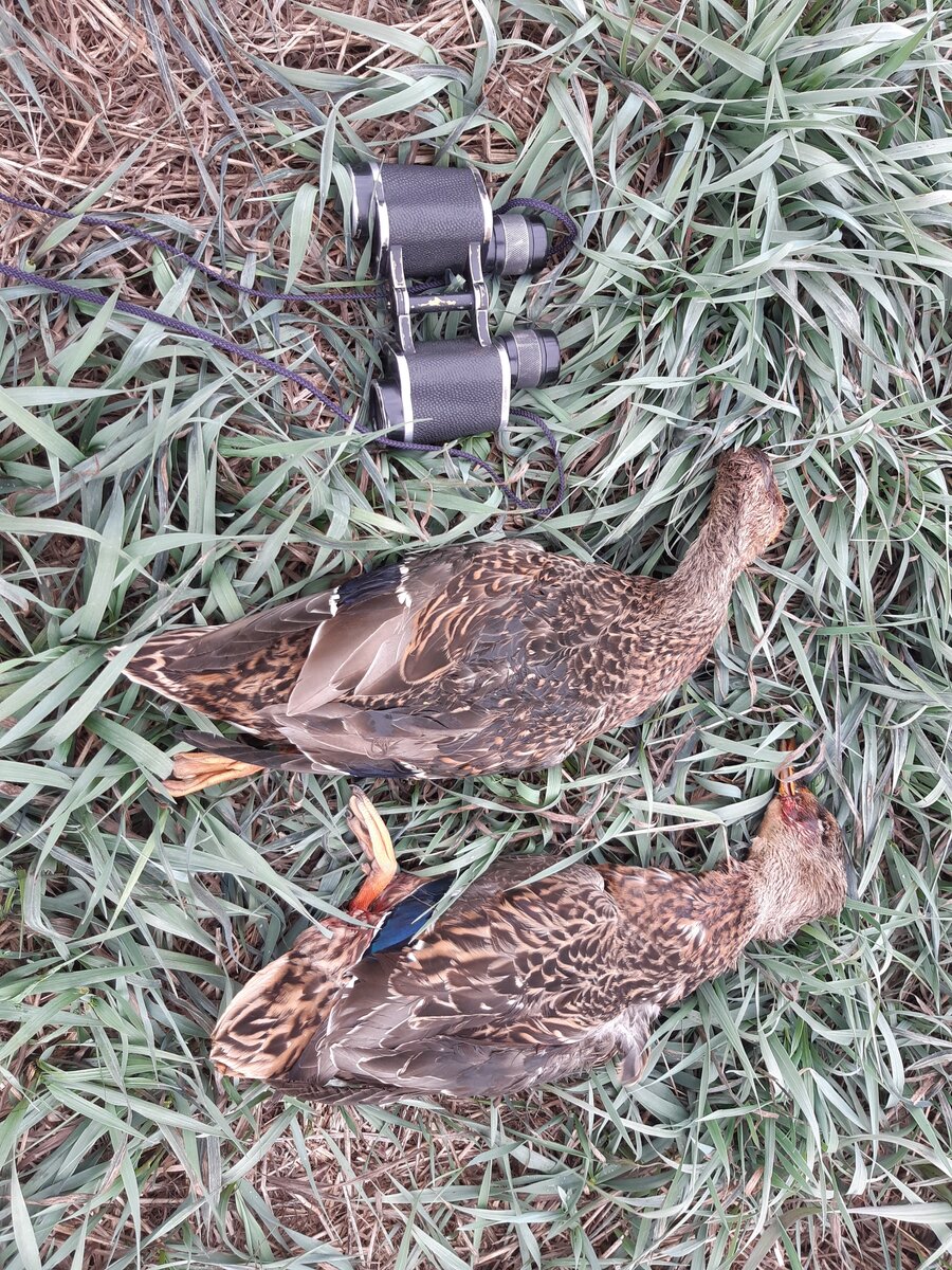 Использую обычный советский бинокль, без каких либо наворотов.