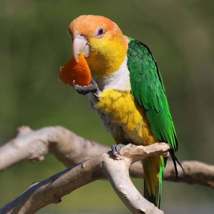 Есть зеленые попугаи. Рыжеголовый белобрюхий попугай. Caique Parrot. Попугай Макао зеленовато оранжевый. Попугай оранжевый с зеленым.