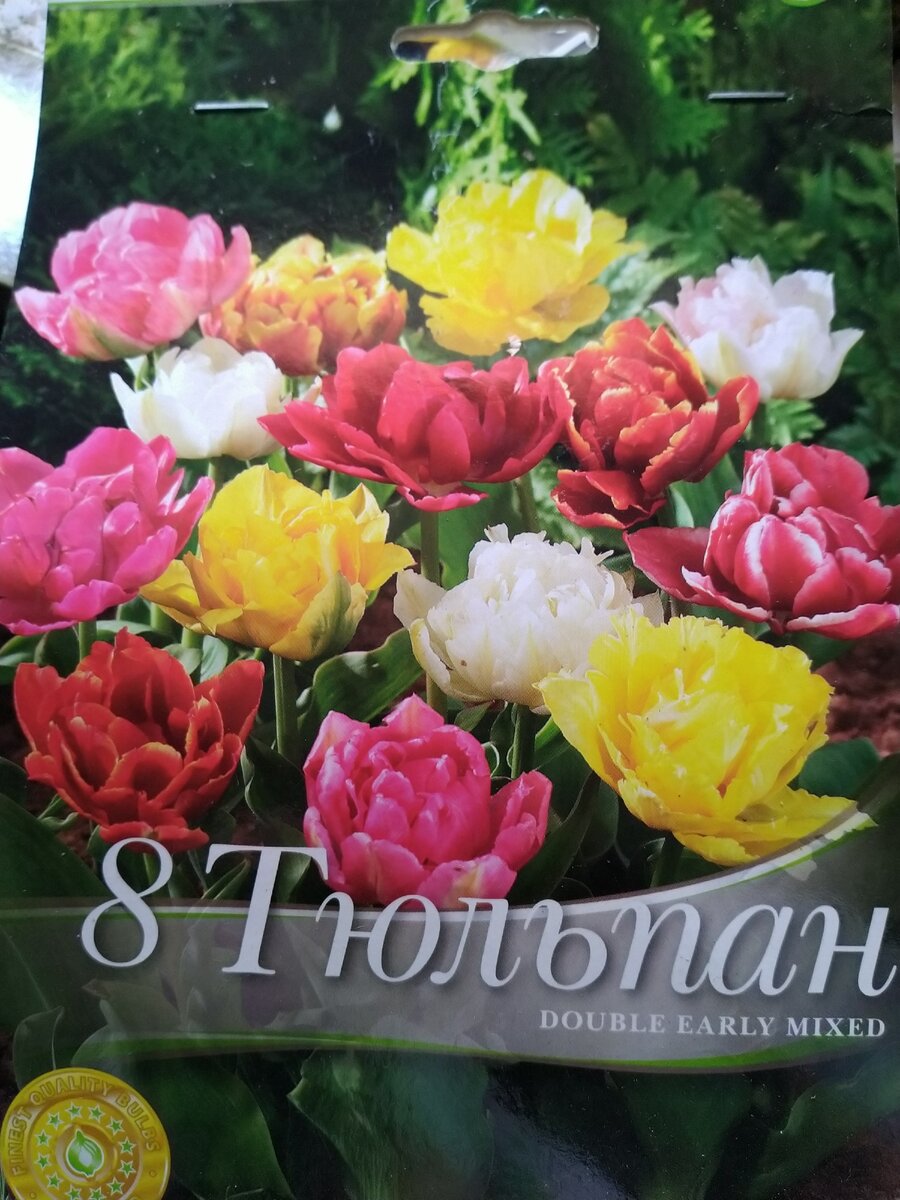 Махровые тюльпаны