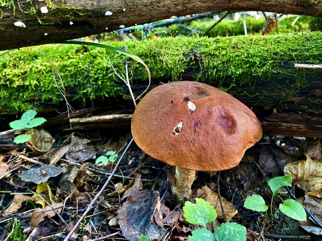 Большой, но крепкий