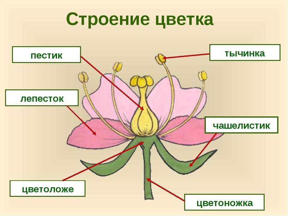 Дано изображение цветка рассмотри рисунок и дополни текст