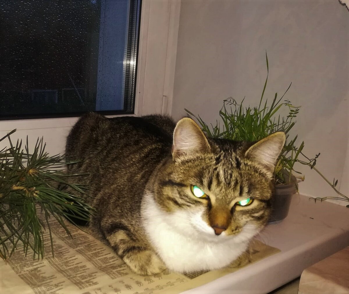 Законный обитатель нашего  подоконника