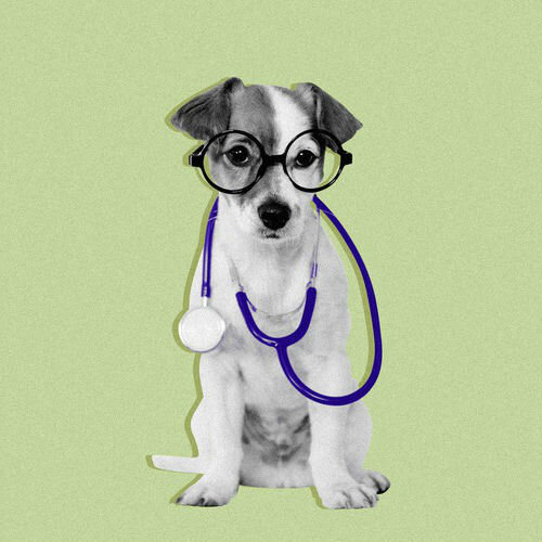 Чистка параанальных желез у собаки - для чего и в каких случаях ...