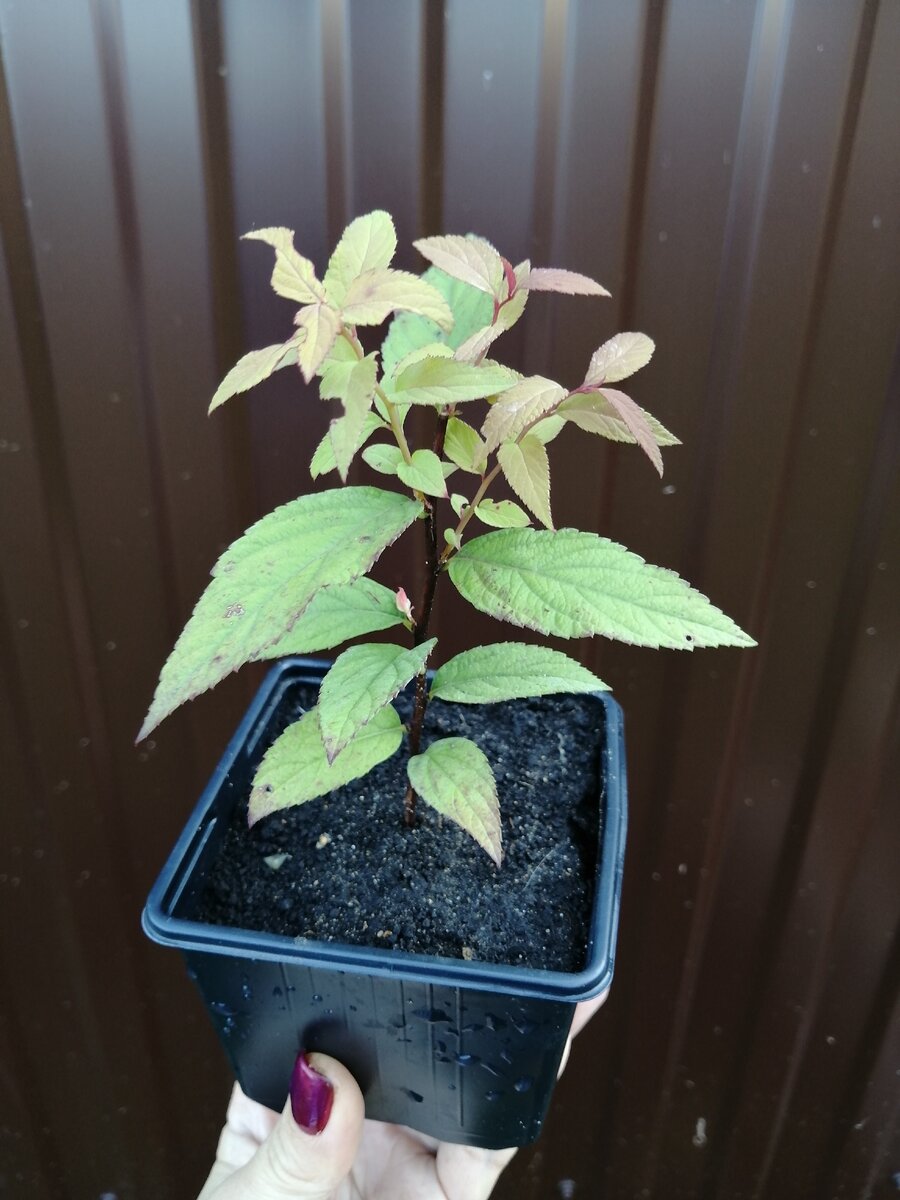 Спирея японская