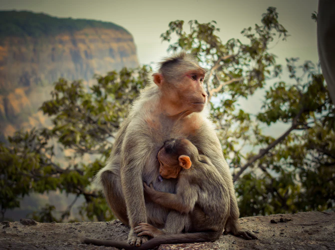 от обезьяны до homo sapiens 
