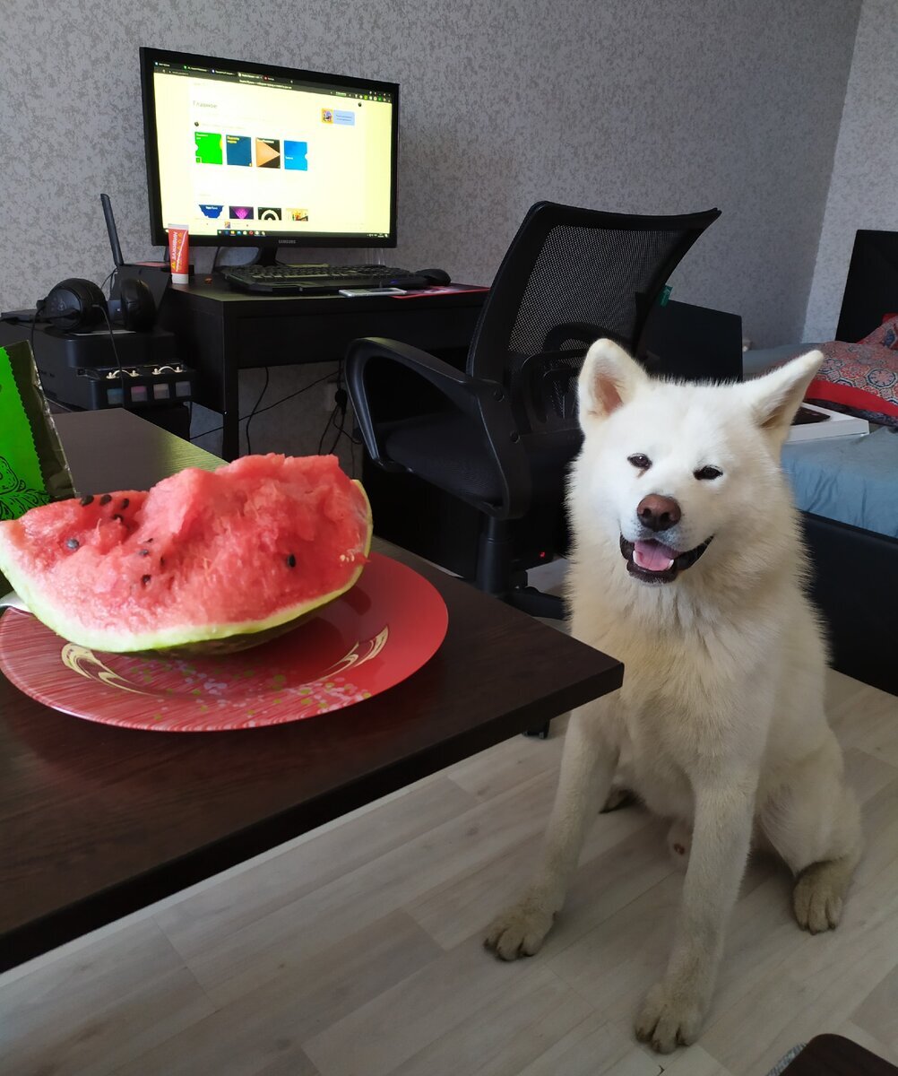 Можно ли держать собаку в квартире? А как же запах, шерсть и грязь? Как же изуродованный ремонт и испорченная мебель? Всё это может случиться, но проблема правдива только на половину.Фото из unsplash
С вами вновь блог "bober", где я честно рассказываю о жизни с проблемным акитой, а сегодня поговорить о стереотипах содержания собаки в квартире.1. Собака должна жить на улице, ей в квартире не место!
Сразу отмечу, что частично это правда. Есть породы, которые просто генетически созданы для больших пространств и охраны большой территории. Им может быть не комфортно в квартире отнюдь не из-за размера, а из-за психологии, заложенной в саму породу. Но и тут это дело привычки и выбора щенка. Ничего невозможного нет. У нас в соседнем доме прекрасно живет в однокомнатной квартире белоснежный алабай.Не похож на несчастного пса, правда? Фото грязного акиты из личного архива.
В квартире содержать собаку можно, просто с утра вы не дверь в сад откроете для гигиенической прогулки, а оденетесь и пойдёте на полноценный выгул. Собаке ив квартире, и в частном доме нужен полноценный выгул, нагрузки вне территории дома. Часто собакам, которых не выводят за пределы частного двора дома, не хватает социализации. Вопрос в том, готовы ли вы уделять собаке время, а квартира совсем не помеха.2. Крупных собак в квартире держать нельзя, ей неудобно!
Это в корне неверное утверждение. Собака с щенячьего возраста должна привыкать, что квартира и дом – территория покоя и расслабления. Дома она кушает, спит, отдыхает, но никак не носится по нему сломя голову. Конечно, щенки будут пренебрегать этим правилом в силу шаловливой щенячести и необученности, но уже к 9-10 месяцам поведение обычно стабилизируется. И такое обучение спокойствию дома актуально и для крупных и для мелких пород, но обычно, если вы даёте основную нагрузку собаке на улице, собака всё понимает и сама.Собаке очень неудобно, как видно на фото. Диван к слову, двухместный и маленький.
Собака должна получать активность на улице: тренировки, выгул, игры. А тут разницы нет, какого она размера. Если у вас есть место в квартире, где крупной собаке лечь в покое и на проходе, и вы можете с ней чувствовать себя комфортно, значит и места достаточно. Главное, чтобы вы комфортно себя ощущали в квартире с крупной собакой. Чтобы она вам не мешала ходить, заниматься повседневными делами. К примеру, мы с супругом живём в однушке вместе с 40 килограммами японской акиты. Нет, вообще не мешает. И гостям, которые у нас бывают еженедельно, тоже. Это просто вопрос воспитания.3. В квартире будет шерсть, грязь и вонь!
Да, с собак падает шерсть. С каких-то пород, обладающих солидным подшерстком больше, с кого-то меньше. С гладкошерстных тоже валится шерсть, она может быть более колючей и менее приятной, на любителя. К слову, с людей тоже падают волосы, микрочастицы кожи. Конечно, убирать нужно, но количество шерсти в квартире вопрос не собаки, а готовности ухода. Если регулярно расчесывать собаку, вычесывать активно в линьку, то выпадает со здоровой собаки не так уж много шерсти. А уборка дело личных предпочтений. У кого-то и от небольшой кошки в шерсти весь дом, а кто-то склонен поднимать каждую шерстинку. Как обладатель крайне пушистой белой собаки скажу, что при своевременной уборке всё отлично. А с роботом пылесосом вообще сказка.Безусловно, после прогулки собаку нужно будет чистить. Фото из unsplash.
По поводу грязи и вони. Здоровая собака вонять «собачатиной» или ещё чем-то не будет. Если она не вывалялась в этом «чем-то» на прогулке. Если от собаки идёт неприятный запах и он появляется даже после купания через день или два, то срочно надо к ветеринару. Неприятный запах – первый сигнал о неправильном кормлении и нарушении секреции желез. К слову, собака которая живёт на улице загрязняется в разы быстрее! И уход за шерстью и купания будут более частыми, чем у собаки квартирного содержания. Наш акита теряет белоснежность через 2 месяца после купания. Это учитывая, что он бесится бегая по полю, измазывается на прогулке и в игре с собаками, часто бывает в пыльном городе и на просёлочных дорогах, где бегает за велосипедом. В общем, ведёт активную жизнь.

С грязью все просто. Если вы решили завести собаку, то вы же готовы, что за ней надо ухаживать. Влажная тряпочка из микрофибры и едва теплая водичка без мыла решает большинство проблем меньше чем за пару минут. Просто приучите песеля мыть лапки, это совсем не трудно.4. Собака будет выть и лаять, мешать спать и мне и соседям!
Это опять вопрос воспитания. Да, собаку нужно научиться оставаться одну и соблюдать тишину. Поверьте, если собака лает или воет у вас во дворе, соседи тоже в восторге не будут, проверено. К сожалению, если воспитывать собаку вы не собираетесь, проблем не избежать в любом случае.Человек, ты что вздумал уйти? Фото из unsplash.
5. Собака попортит мне всю мебель, ремонту точно конец!
Пока щенок не научится терпеть, и пока у него не сменятся зубки, он будет наносить солидный ущерб, что частому дому (а на улице его бесконтрольно оставлять с начала не стоит), что квартире. Главное знать, как его минимизировать. Уходите на работу и оставляете щенка? Тогда выделите ему прихожую, убрав все вещи кроме безопасных для него игрушек, застелите одноразовыми пелёнками. Если щенок грызет вещи, переключите её на палочки (там есть тонкости в выборе, лучше почитать), резиновые специальные игрушки, жильные кости.Вот он, разрушитель. Он у нас разбил одну фигурку дракона по неосторожности и убил мою компьютерную мышь. Всё.
Если у взрослой собаки есть тяга к разрушению, то с этим тоже можно справиться, главное покопаться и найти причину. У каждой собаки она может быть своя: излишний стресс, страх расставания, просто закрепленное неудобное для вас поведение, недостаток нагрузки. Тут лучше смотреть индивидуально, сразу по всему списку начиная обязательно со здоровья и питания.Я не агитирую держать собак в квартире, решение принимаете всегда вы. Но это не так трудно, как кажется, если вы понимаете, что это собака и ей нужен уход и прогулки.
