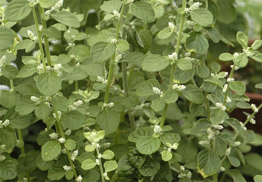 Фото из свободного источника