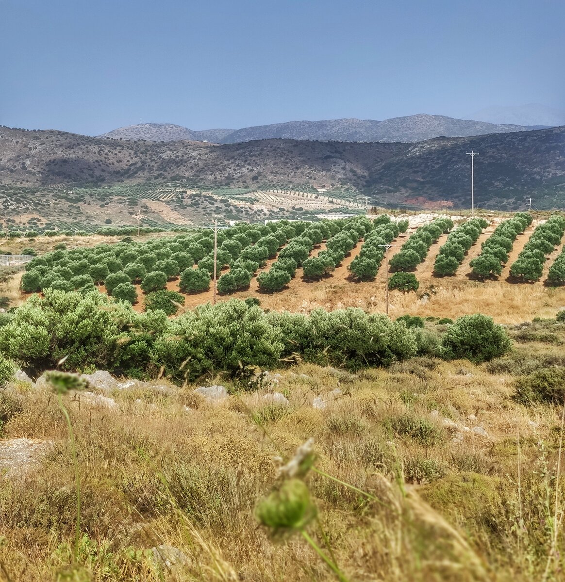 крит с оливковым маслом дзен