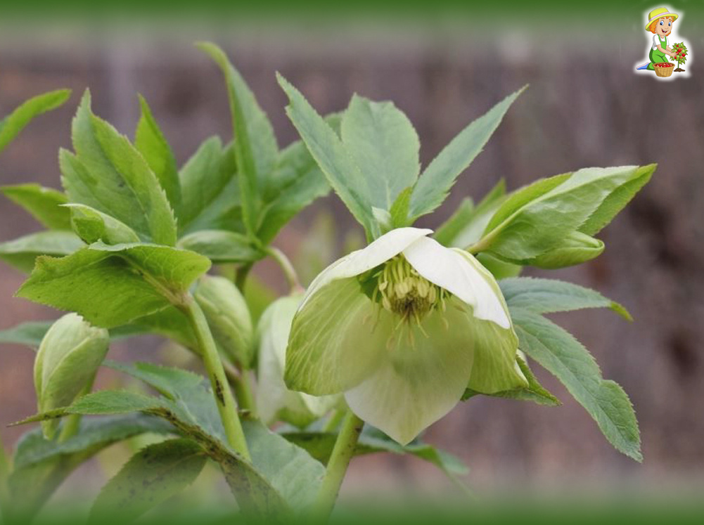 Морозник. фото из открытых источников в интернете