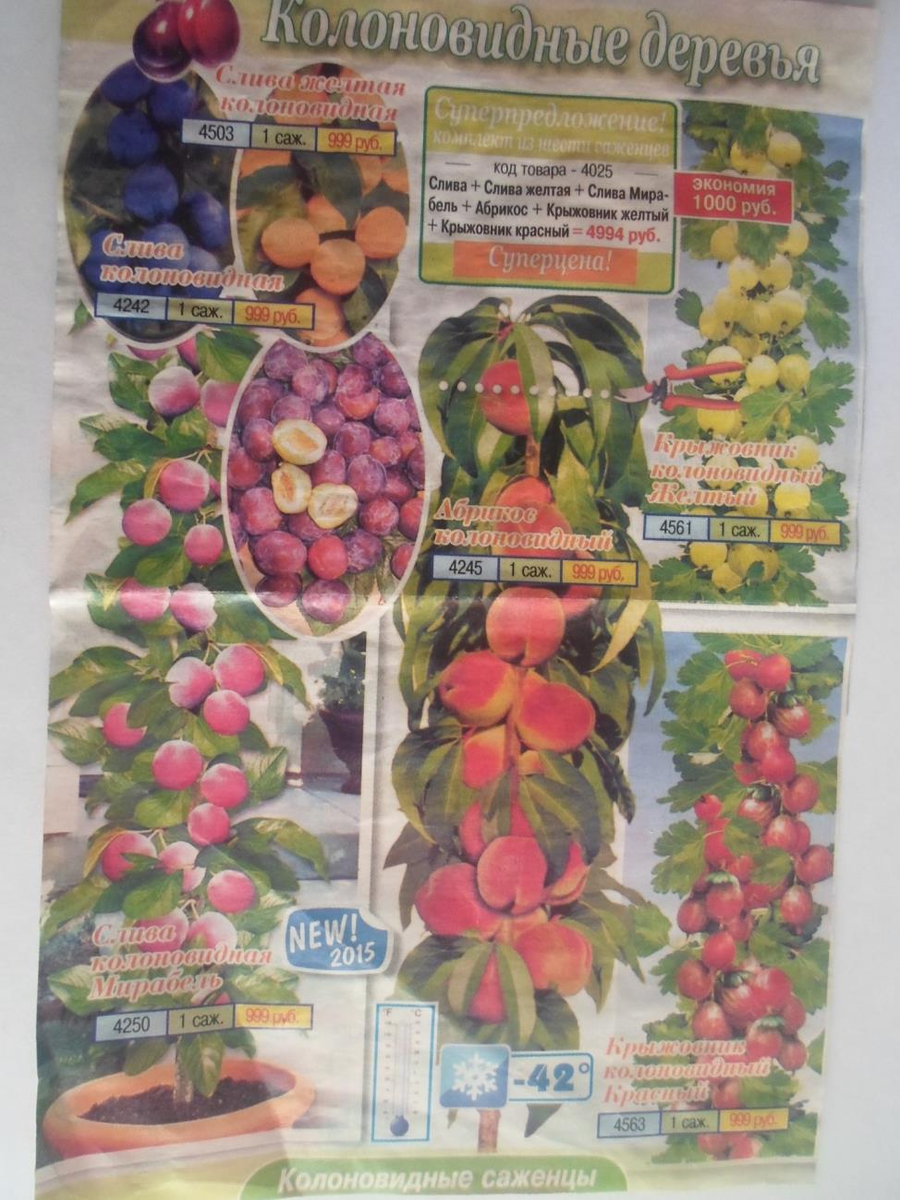 Рисунки колоновидных саженцев