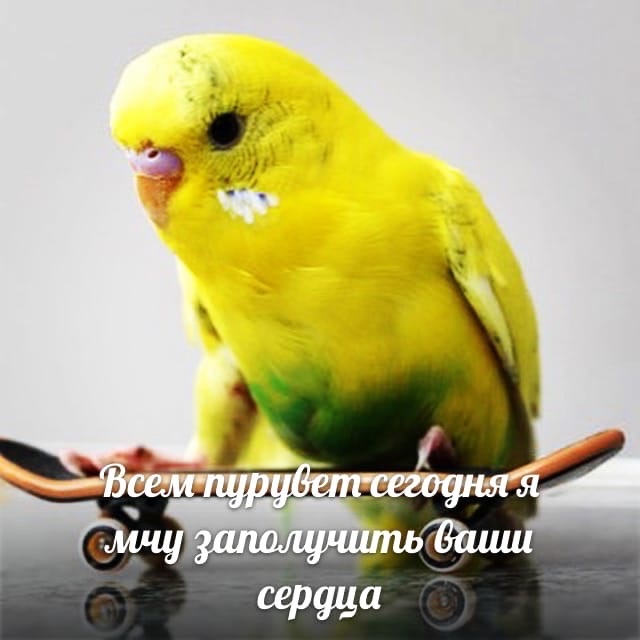 Я люблю попугов 