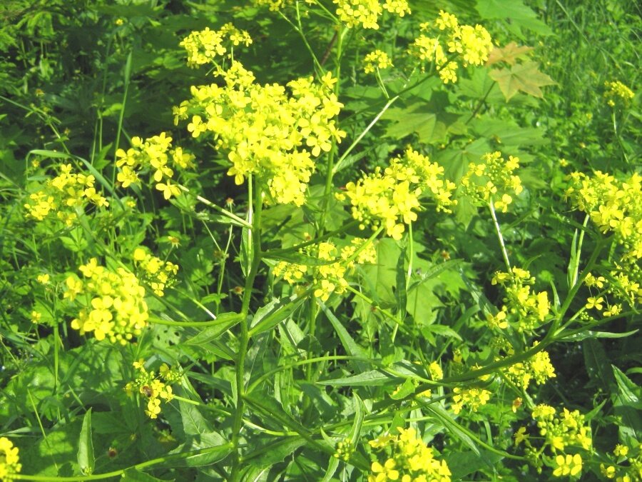 Цветок сурепки