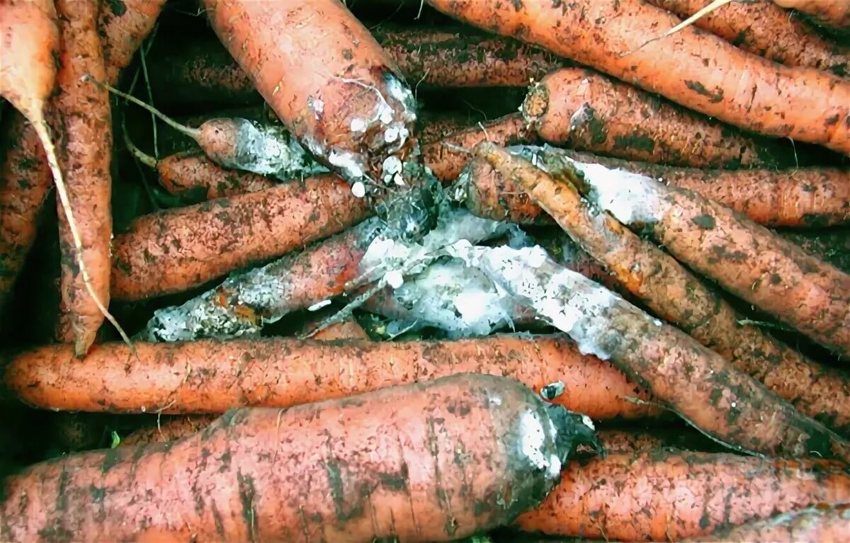 Болезни моркови при хранении фото описание и лечение