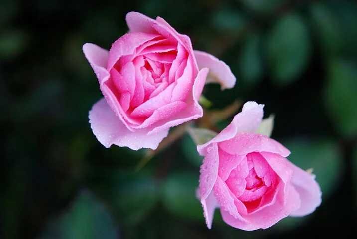Фото с открытого источника pixabay.com