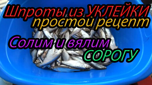 Шпроты из уклейки