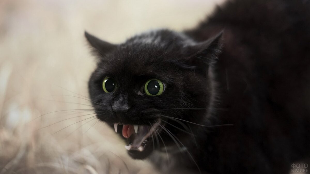 Котик сердится. Источник фото: https://fotovmire.ru/chjornye-koshki-foto.html