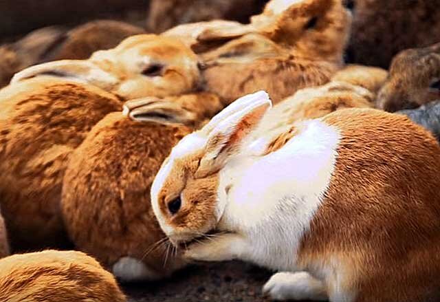 Какие опухоли бывают у кроликов и почему они появляются