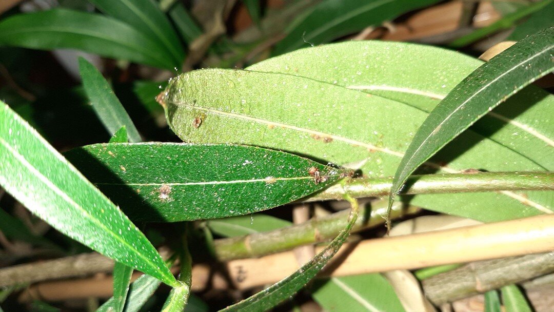 олеандр поражен щитовкой