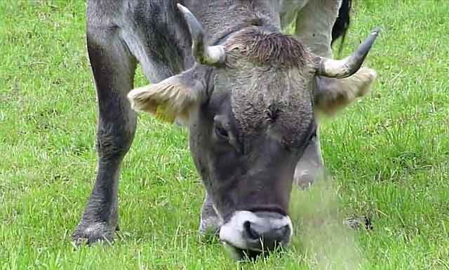 Бронхопневмония телят. Контагиозная плевропневмония крс симптомы. Парагрипп крупно рогатого скота. Парагрипп крупно рогатого скота. Парагрипп-3 крупного рогатого скота.