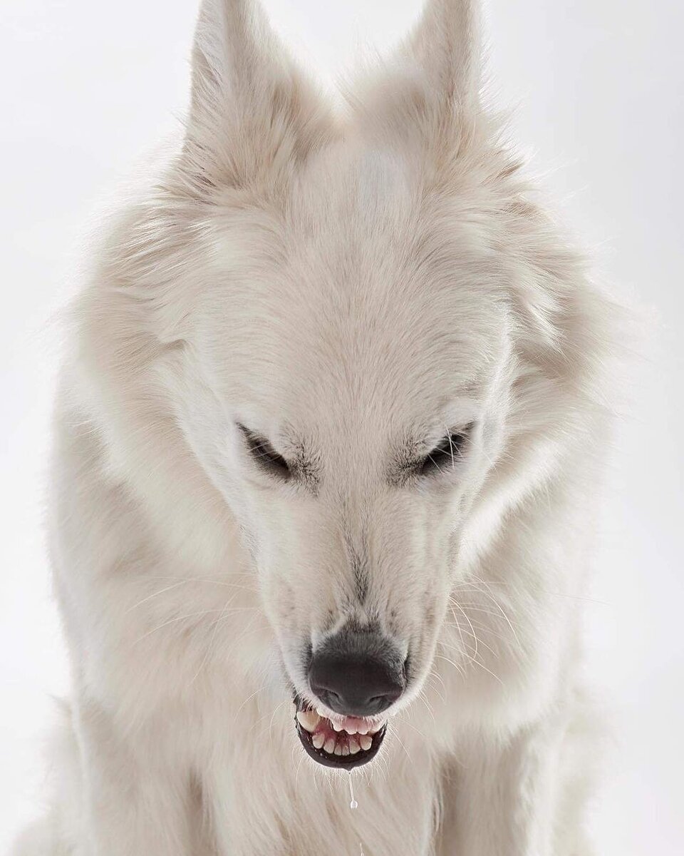 Бэйс тут зевнула, но фото отражает настроение мое :)