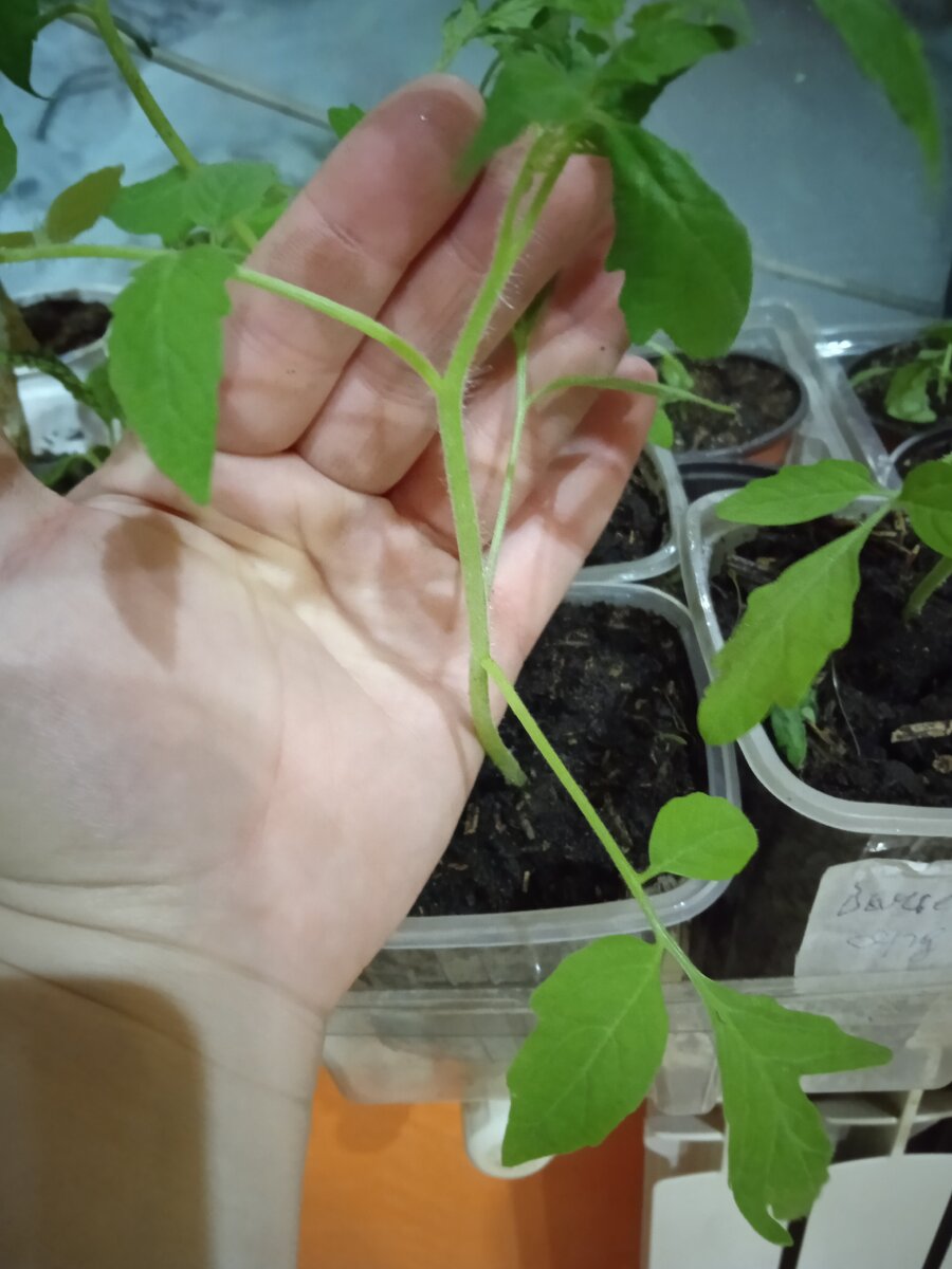 Томаты - 5 кустов 