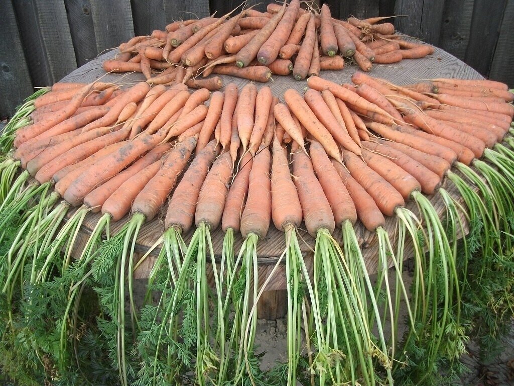 Почему нельзя морковь. Крупная морковь. Узбекская морковь. Круглая морковь. Круглая морковка сорта.