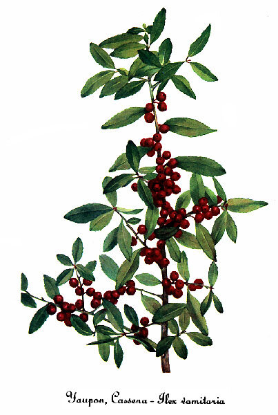 Падуб чайный (Ilex vomitoria ), Mary Vaux Walcott