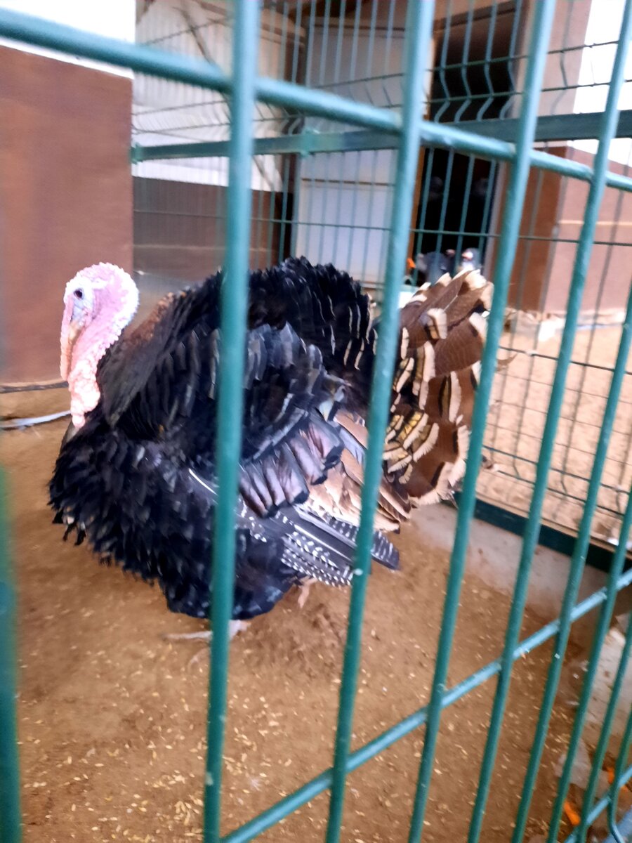 Важная птица