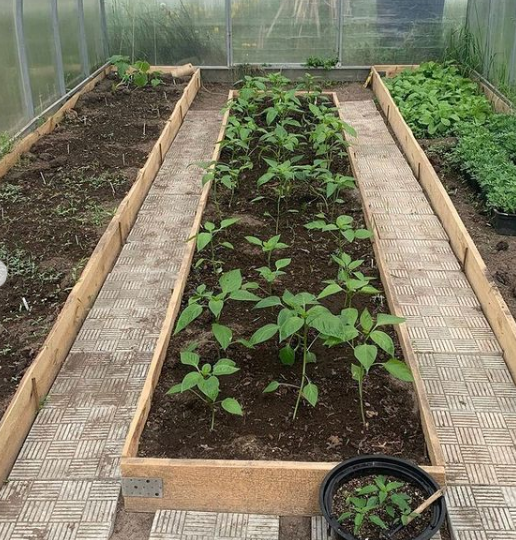 Мои теплицы - моя гордость