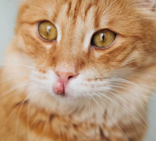 Отсутствие гигиены полости рта