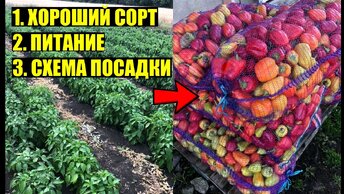 Собираю ТОННЫ ПЕРЦА с маленького участка!