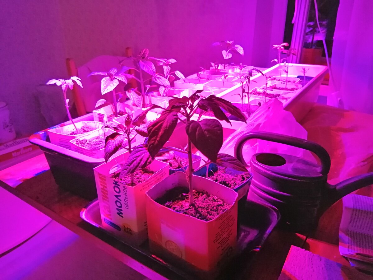 Рассада под фито лампами