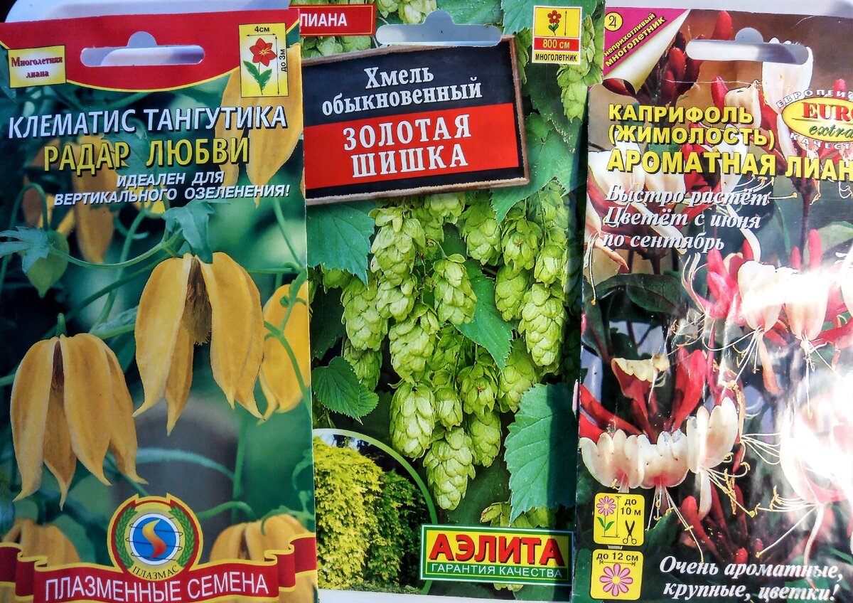 Клематис тангутика Радар любви, хмель Золотая шишка, каприфоль (жимолость) Ароматная лиана