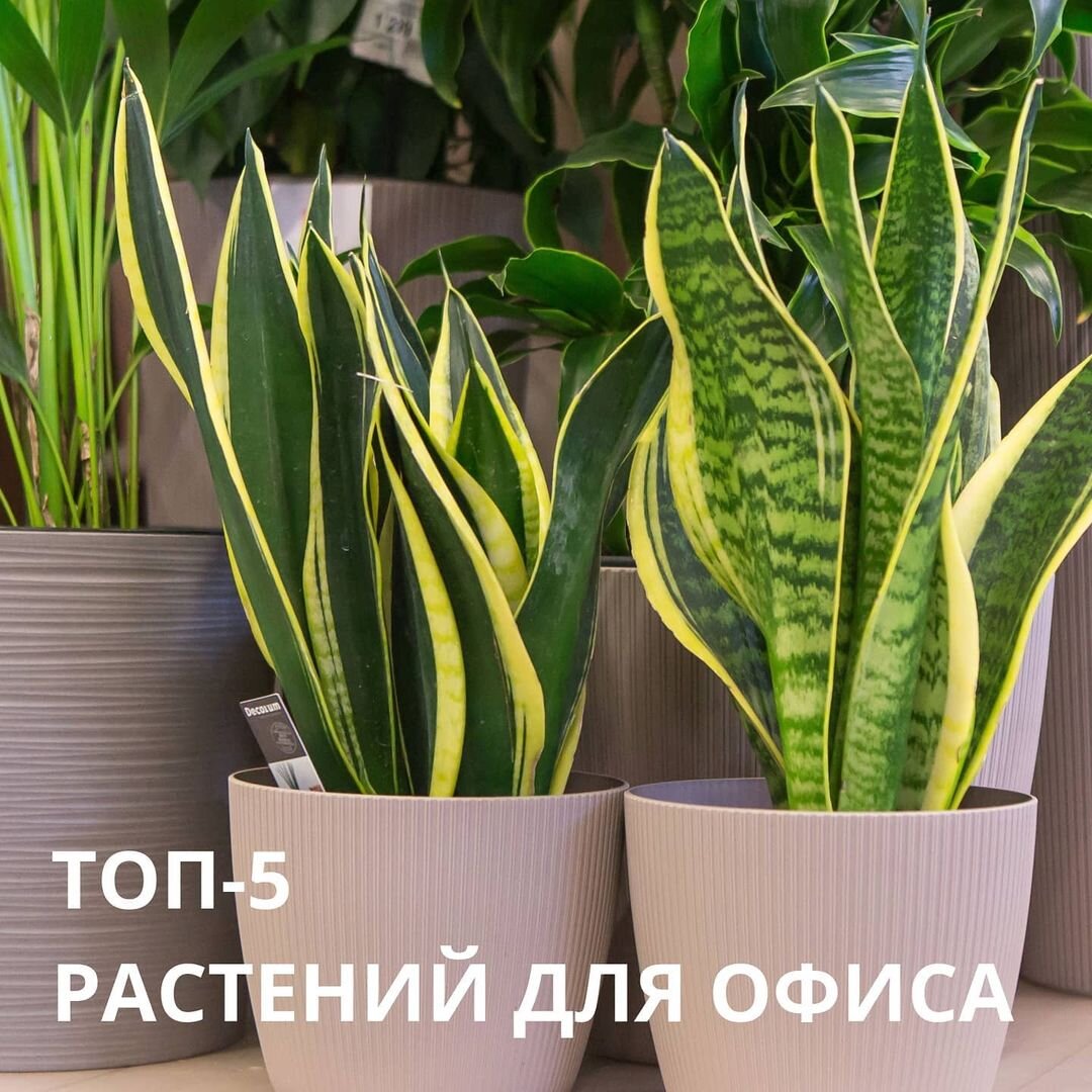 Сансевиерия