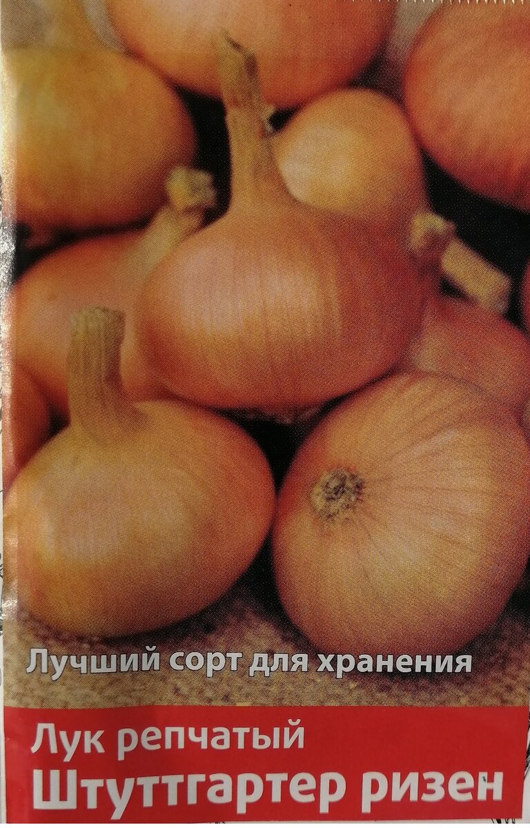 Больше никогда не буду покупать лук-севок в магазине. Делюсь своим опытом..  | уДачный фанат | Дзен