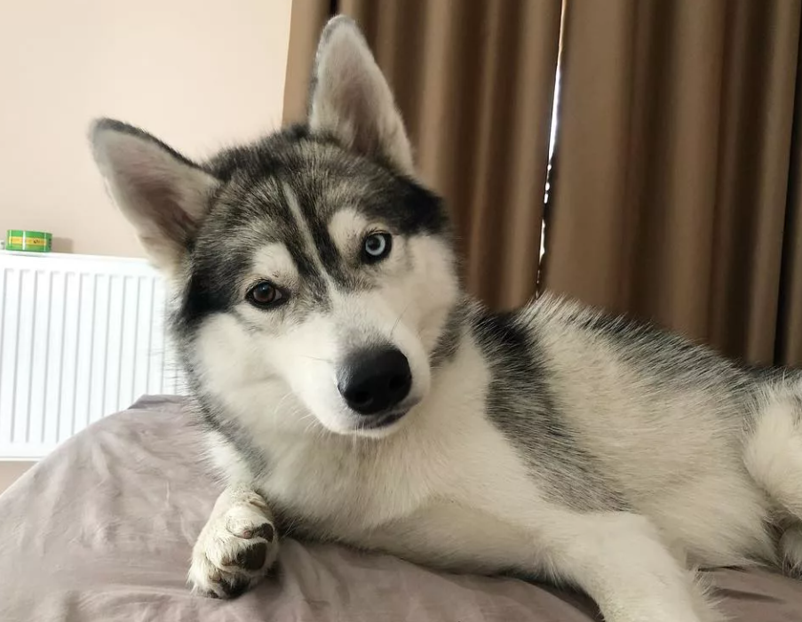 Хаски в квартире. Фото взято из открытого источника.