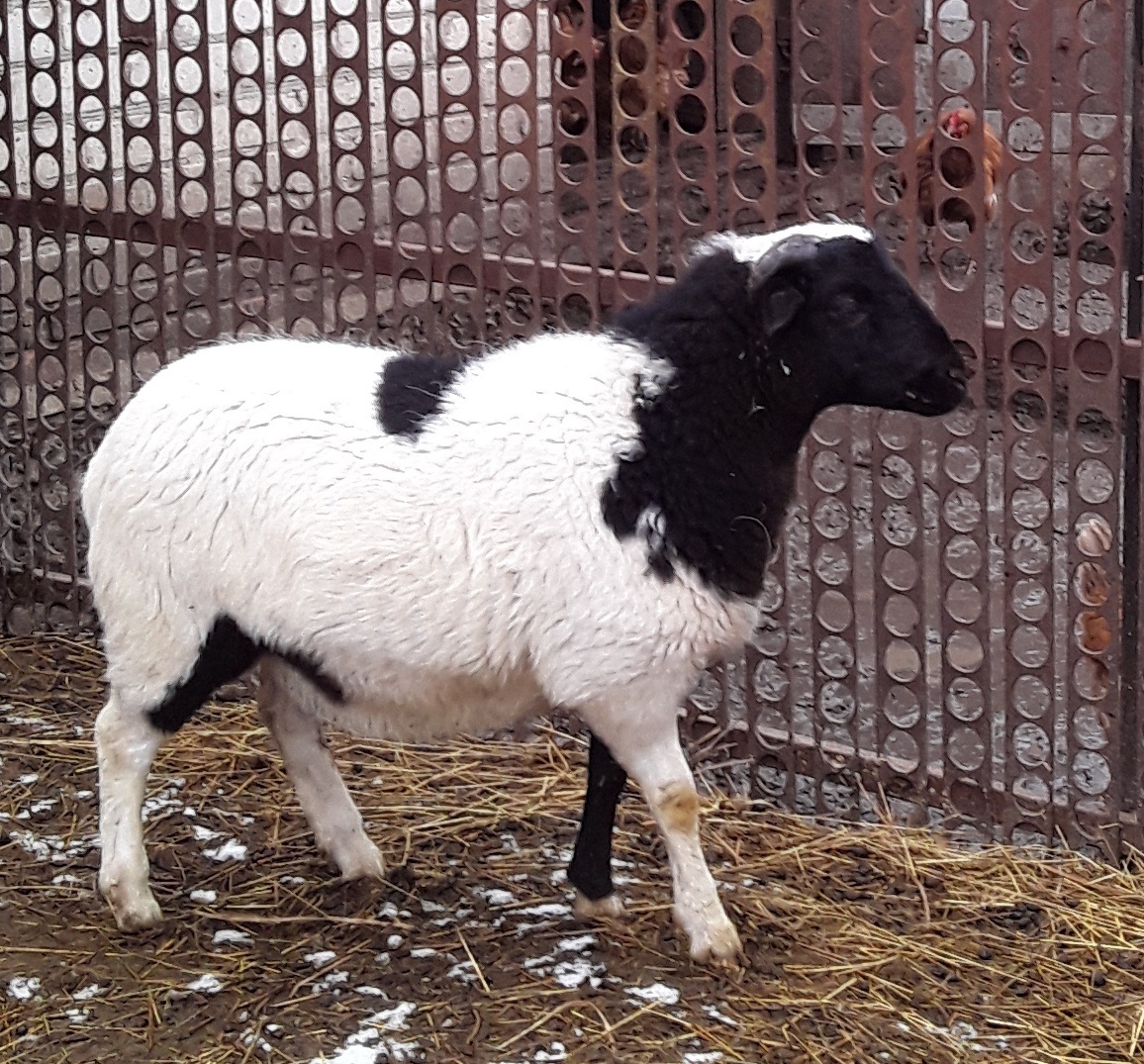 Баранина в Бутурлиновке становится все популярней. Баран мясной породы Дорпер - мраморное мясо
