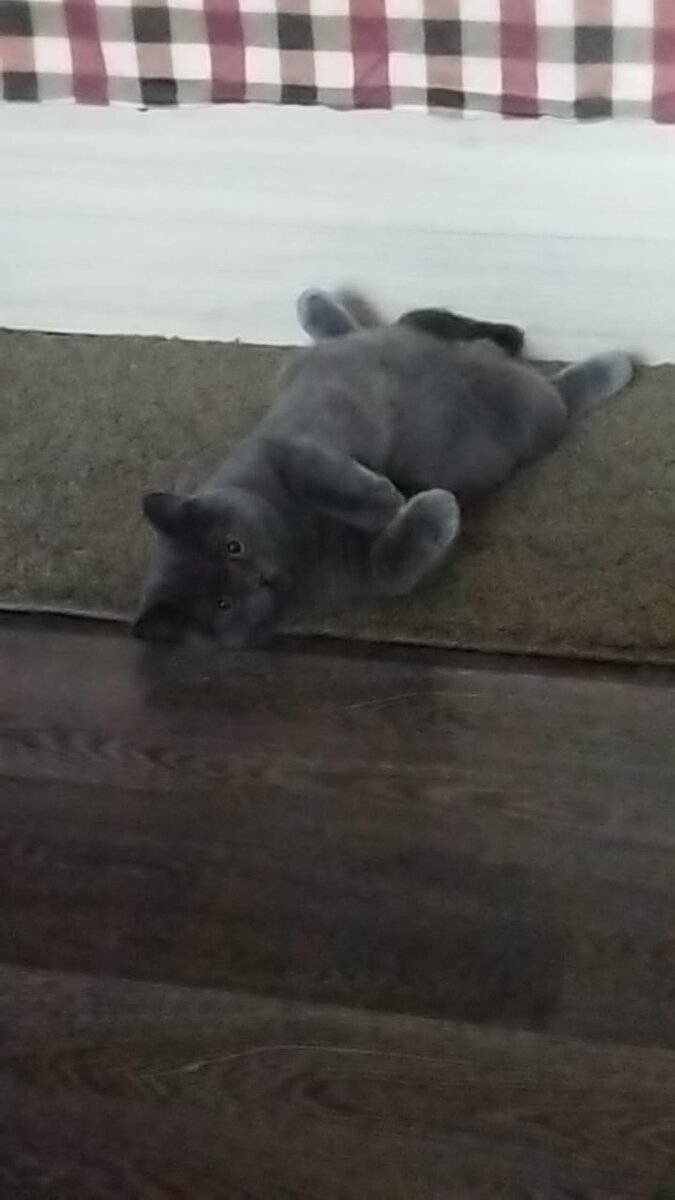 Граф в своей любимой позе на спине. 