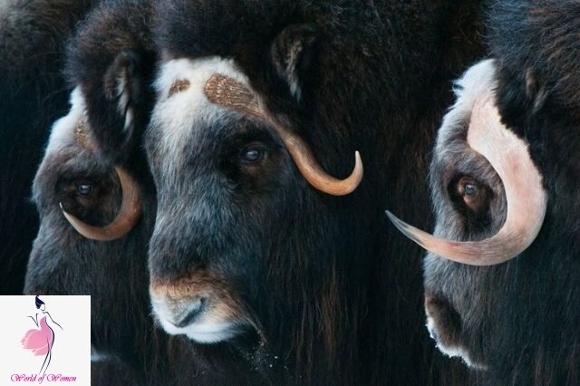 Фото с сайта https://worldofwomen.club/