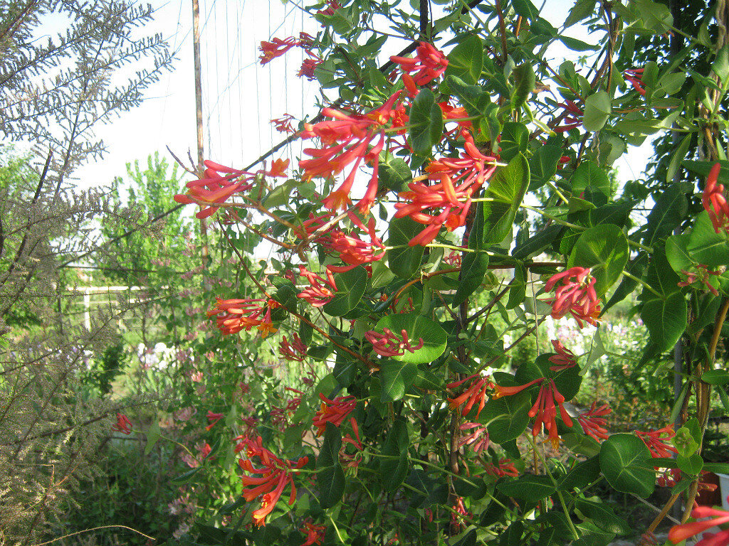 Эта жимолость Брауна "Алая труба" растёт на опоре зелёной беседки.  Плети вырастают до трёх- четырёх  метров.    Жимолость без аромата.